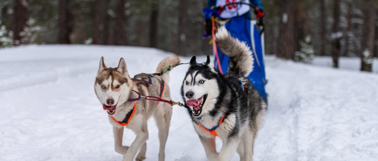 Dog Harnesses walking on the snow